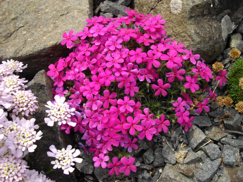 Phlox douglasii 'Crackerjack' photo